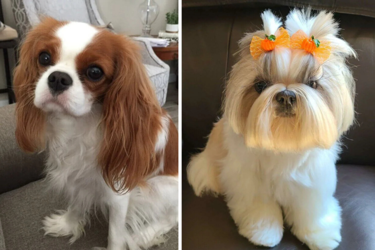 These 12 Dog Breeds Are the Cutest Ever (Perfect for Homes!)